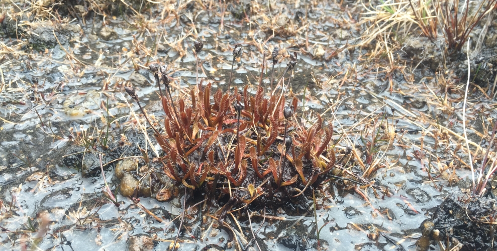 Drosera Arcturi, Ruapehu